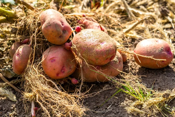 Bulwy Ziemniaków Zbiorze Wiele Zhuravinka — Zdjęcie stockowe