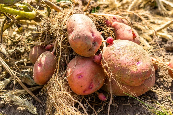 Bulwy Ziemniaków Zbiorze Wiele Zhuravinka — Zdjęcie stockowe