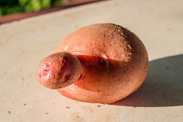 Ziemniak Owoce Postaci Fac — Zdjęcie stockowe