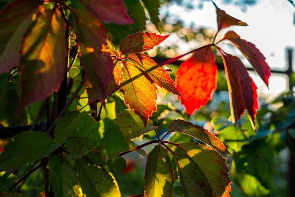 Прекрасные Листья Винограда Муха Освещенные Заходящим Солнцем Летом Августа — стоковое фото