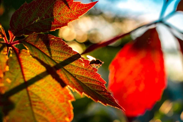 Прекрасные Листья Винограда Муха Освещенные Заходящим Солнцем Летом Августа — стоковое фото