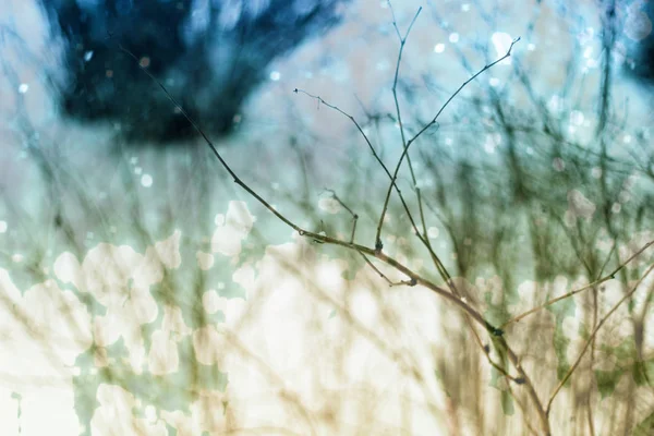 Ein Zweig Eines Busches Winter Abstrakter Hintergrund — Stockfoto