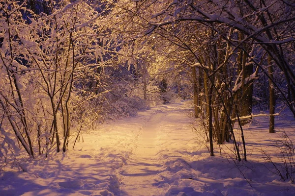 Вид Дорожку Через Лес Зимой Снегу Освещенную Уличным Фонарем — стоковое фото