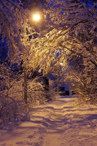 街路灯に照らされた雪の冬の森の小道の美しい景色 — ストック写真