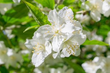 Haziran ayında çiçekli Yasemin