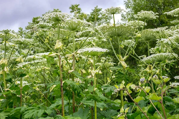 Heracleum Borshevik Sosnovsky 有毒植物 — 图库照片