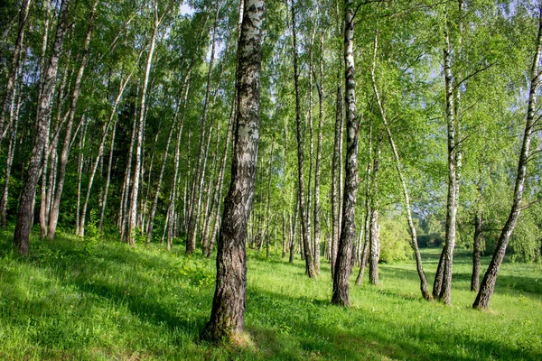 Piękny Brzozowy Gaj Lecie Czerwcu — Zdjęcie stockowe