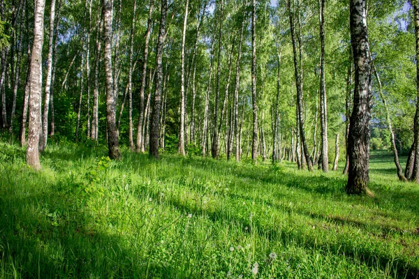 Beautiful birch grove in summer in June