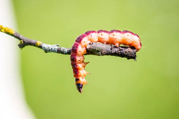 Kırmızı Sarı Caterpillar Dalı — Stok fotoğraf