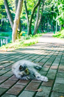 Bir sokak kedisi bir parkta Arnavut kaldırımlı yol üzerindeki bir yaz günü dinlenme. Park manor Belkino OBNINSK, Rusya