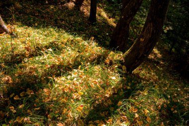 Erken sonbahar ormanda