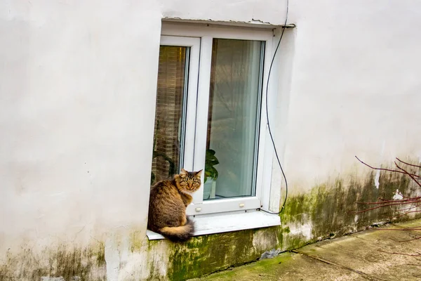 Gato Esponjoso Sentado Alféizar Ventana Vista Desde Calle Borovsk Rusia — Foto de Stock