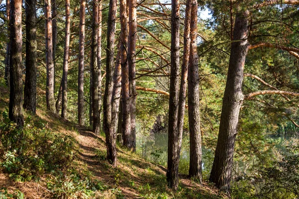 Pijnbomen Oever Van Vijver Kaluzhskiy Regio Rusland — Stockfoto