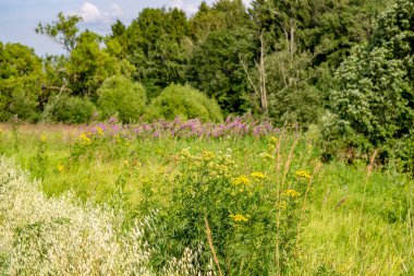 Alan bitkiler parlak güneşli bir yaz, Temmuz