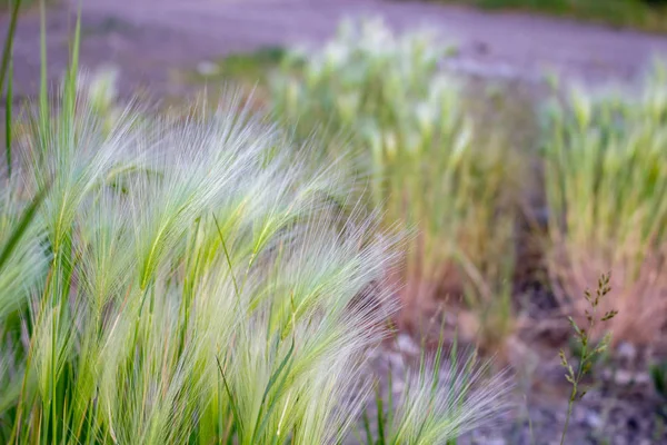 Planta Stipa Grama Closeup — Fotografia de Stock