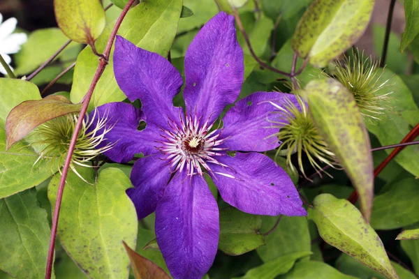 Clematis Roślin Ogrodzie Blisko — Zdjęcie stockowe