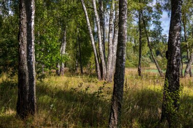 Güzel huş grove gün güneşli yaz