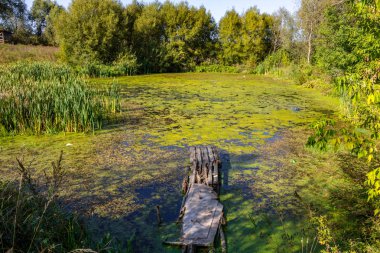 Eski bir iskele ile küçük bir bataklık gölet
