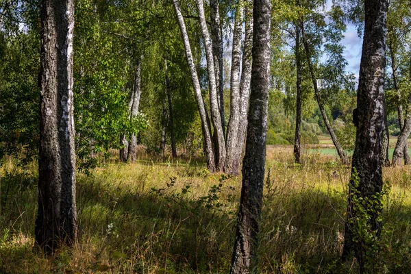 Güzel huş grove gün güneşli yaz