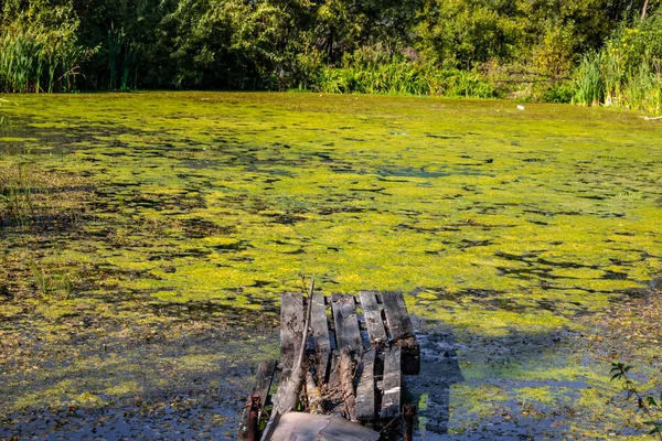 古い桟橋の小さな湿地池 — ストック写真