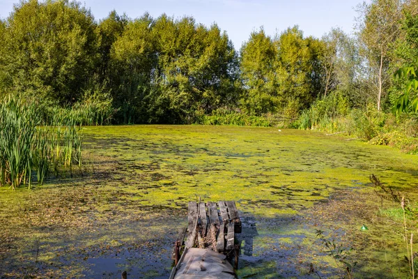 Small Swampy Pond Old Pier — Stock Photo, Image