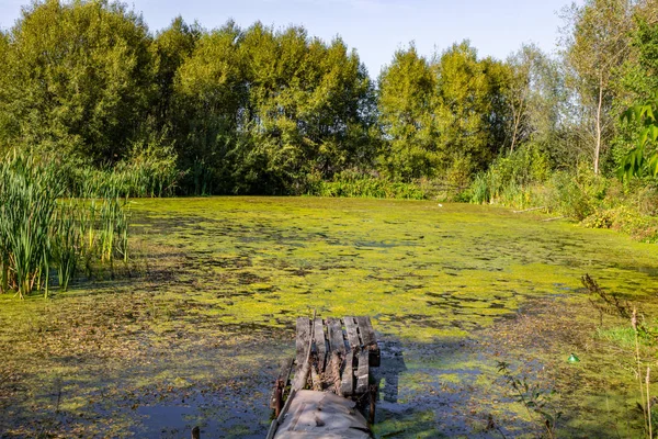 Bagnistym Jeziorku Starej Przystani — Zdjęcie stockowe