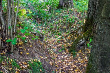 İkinci Dünya Savaşı (Büyük Vatanseverlik Savaşı 1941-1945) orman eski siperlerde. Rusya