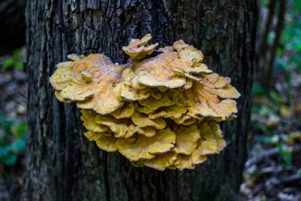 Pilzkrebse Laetiporus Sulphureus Auf Einem Baum Wald — Stockfoto