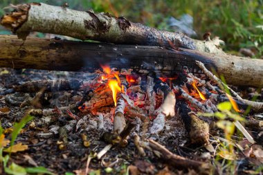 Ormanda kamp ateşi