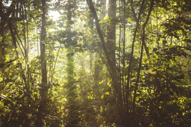 Güneş ışınları sonra yağmur, yüksek nem ormandaki