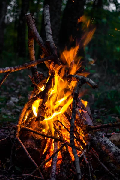 Bonfire Dry Branches Forest Dusk Vertically — Stock Photo, Image