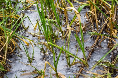 Sonbaharda Nehri üzerindeki ince buz