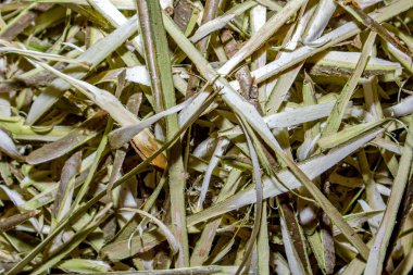 Testere talaşı ile hazel, arka plan