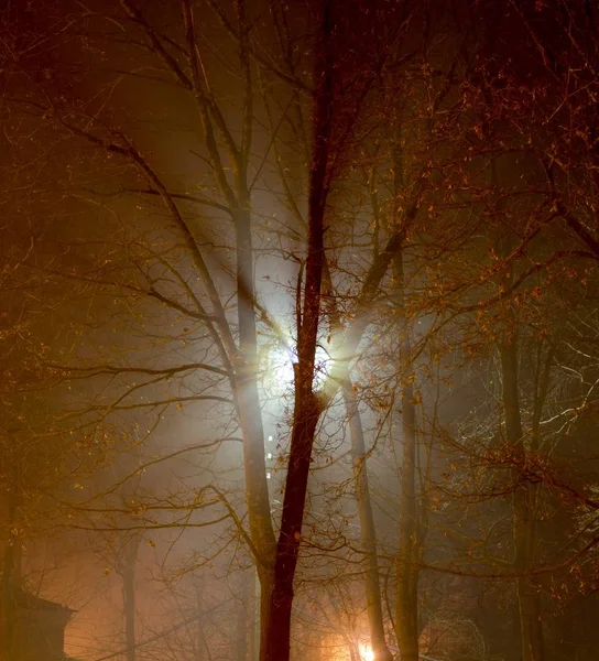 Verstrooide Licht Van Een Straat Lamp Nachts Tijdens Een Dikke — Stockfoto