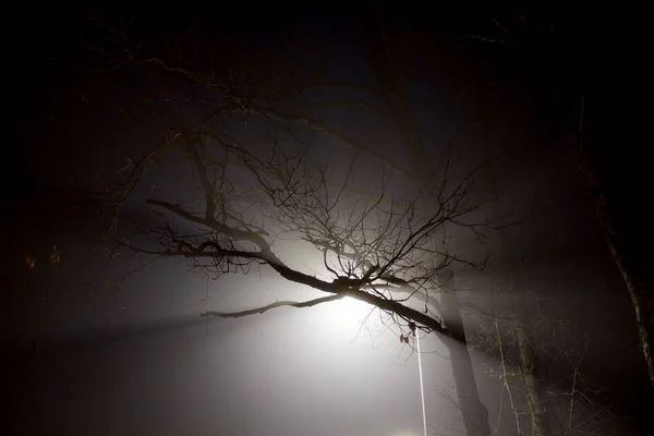 Verspreide Wit Straat Licht Bij Nacht Dikke Mist — Stockfoto