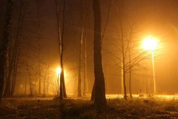 Floresta Noturna Neblina Luz Das Luzes Rua — Fotografia de Stock