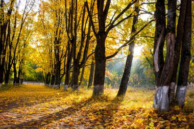 Güzel akçaağaç sokak üzerinde bir güneşli sabah, Altın Sonbahar. Bir sürü düşen yapraklar