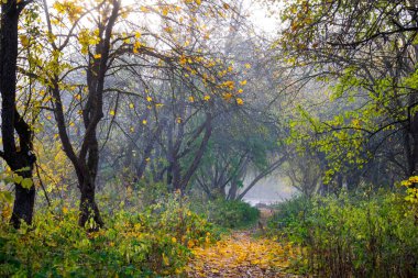 Bir sonbahar günü elma sokak