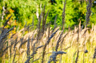 Çim güneşli bir yaz alanıyla