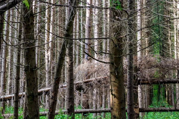 Düşeş Ladin Ormanda — Stok fotoğraf