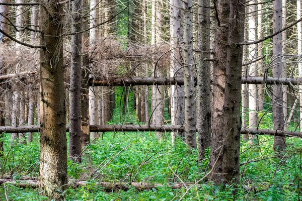 Windfall Spruce Forest — Stock Photo, Image