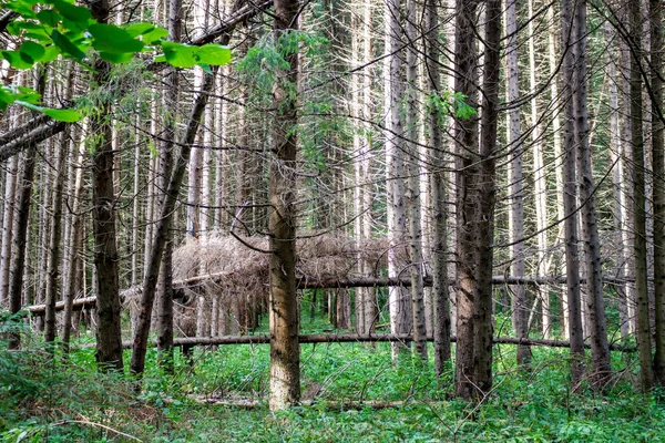 Windfall Spruce Forest — Stock Photo, Image