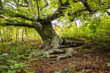Mount Demerdzhi Crimea'da eteklerinde eski kayın ağacı. Büyük kökleri