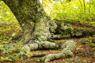 Mount Demerdzhi Crimea'da eteklerinde eski kayın ağacı. Büyük kökleri