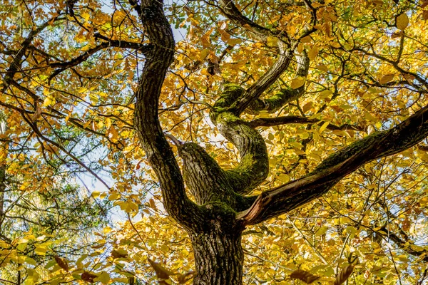 Kręty Pnia Dębu Żółtych Liści Jesienią — Zdjęcie stockowe