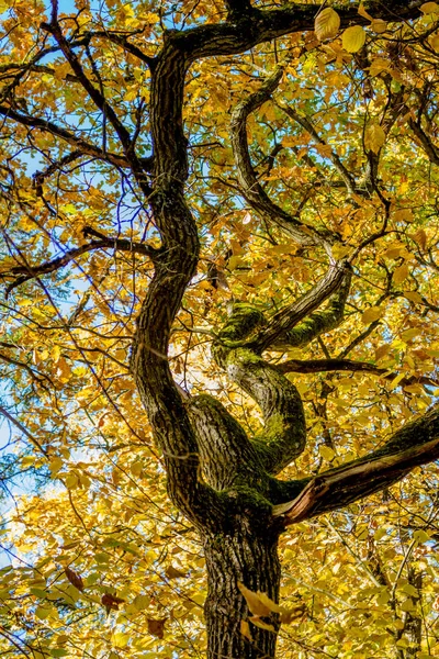 Kręty Pnia Dębu Żółtych Liści Jesienią — Zdjęcie stockowe
