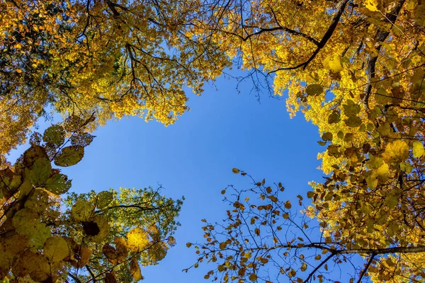 Folhagem Outono Amarelo Árvores Contra Céu Azul Belo Fundo — Fotografia de Stock