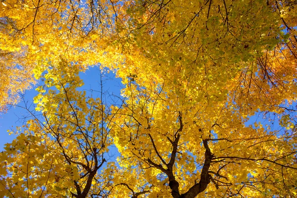 Folhagem Outono Amarelo Árvores Contra Céu Azul Belo Fundo — Fotografia de Stock