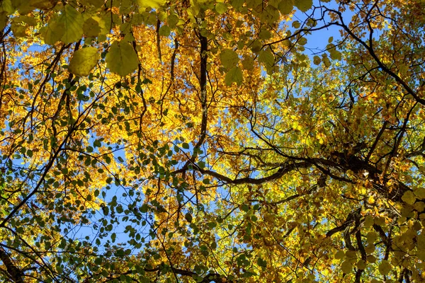 Folhagem Outono Amarelo Árvores Contra Céu Azul Belo Fundo — Fotografia de Stock