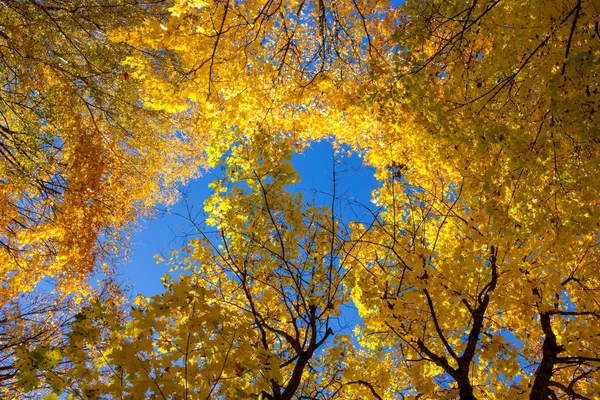 Žlutá Podzimní Listí Stromů Proti Modré Obloze Krásné Pozadí — Stock fotografie